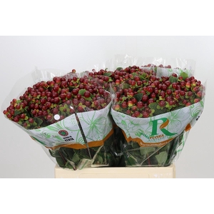 Hypericum Magical Seasons