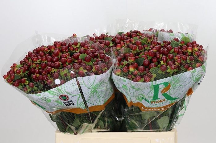 <h4>Hypericum Magical Seasons</h4>