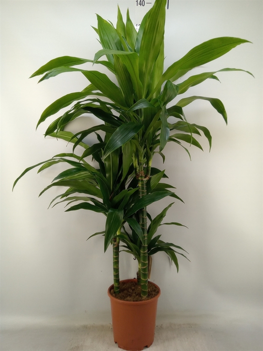 <h4>Dracaena frag. 'Janet Craig'</h4>