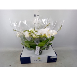 Phalaenopsis   ...white
