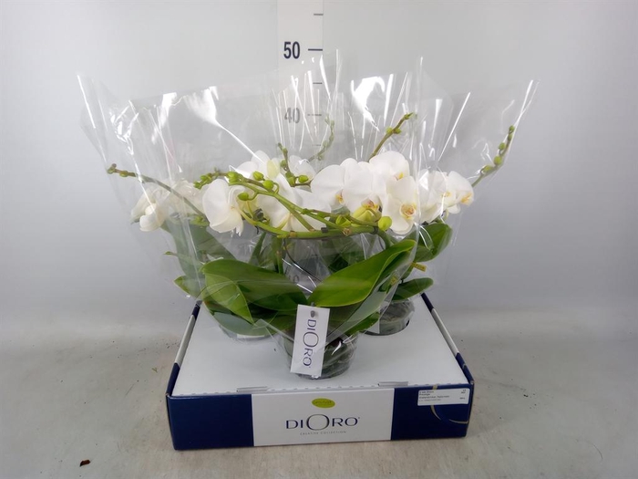 <h4>Phalaenopsis   ...white</h4>