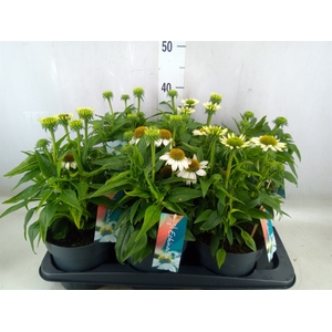 Echinacea  'Mooodz Glory'