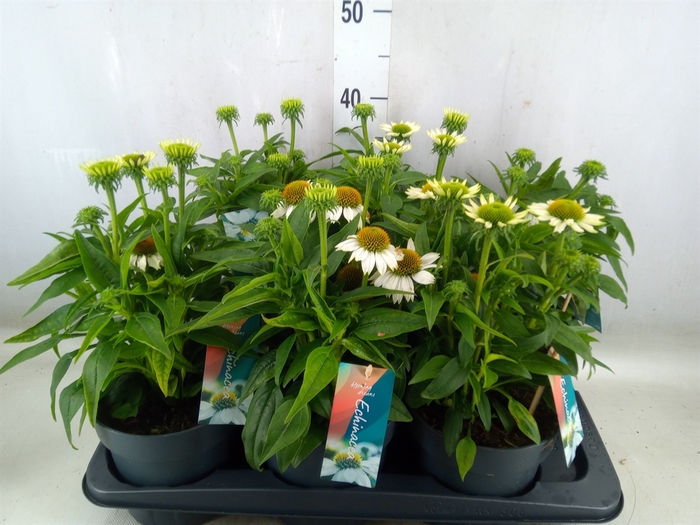 <h4>Echinacea  'Mooodz Glory'</h4>