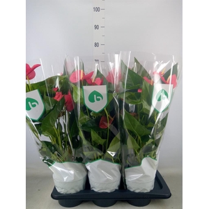 Anthurium andr. 'Maine'