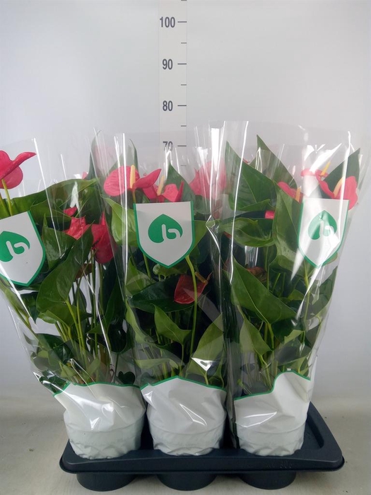 <h4>Anthurium andr. 'Maine'</h4>