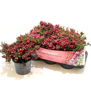 Gaultheria mucronata Rood