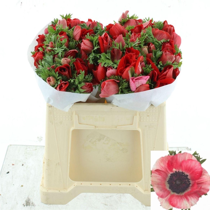 <h4>ANEM CO MIS + RED</h4>