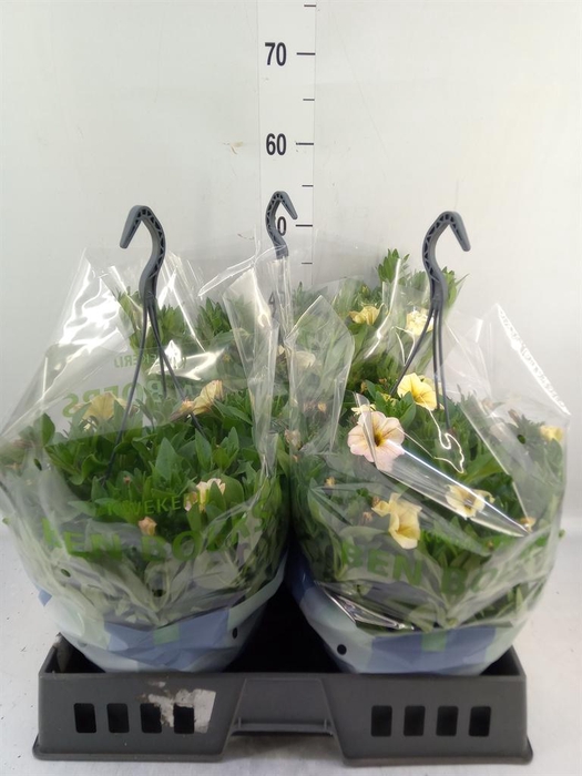 <h4>Petunia   ...</h4>