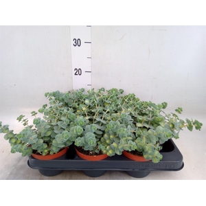 Sedum sieboldii 'Mediovariegatum'