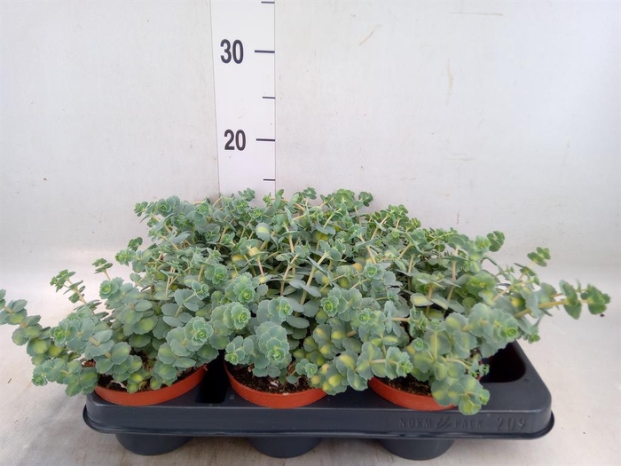 <h4>Sedum sieboldii 'Mediovariegatum'</h4>