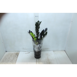 ZAMIOCULCAS BLACK QUEEN P14