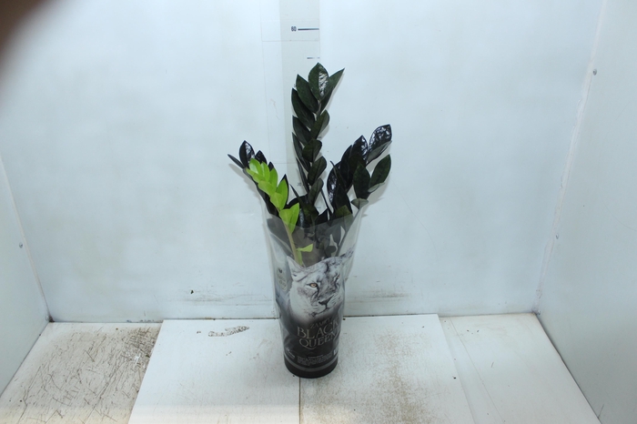 <h4>ZAMIOCULCAS BLACK QUEEN P14</h4>