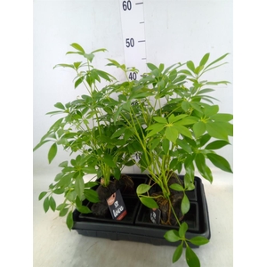 Arr.   Kamerplant Groen H%