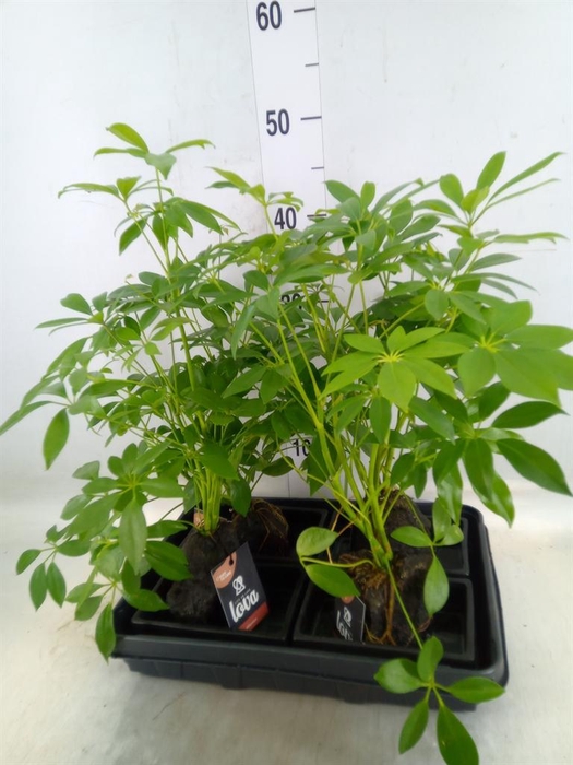 <h4>Arr.   Kamerplant Groen H%</h4>