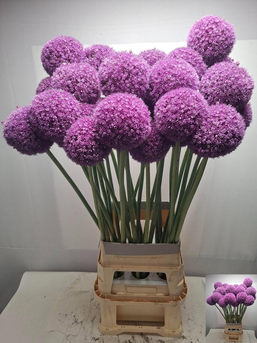 <h4>Allium Giganteum</h4>