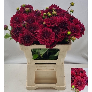 Dahl Rood