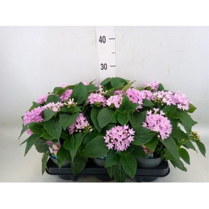 Pentas lanceolata 'Starclust Laven'