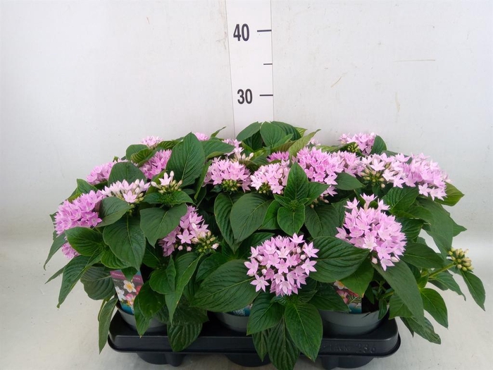 <h4>Pentas lanceolata 'Starclust Laven'</h4>