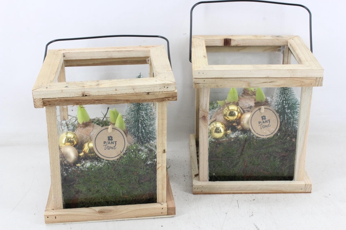 <h4>arr4 Hyacint PL - Hout lantaarn Gold</h4>