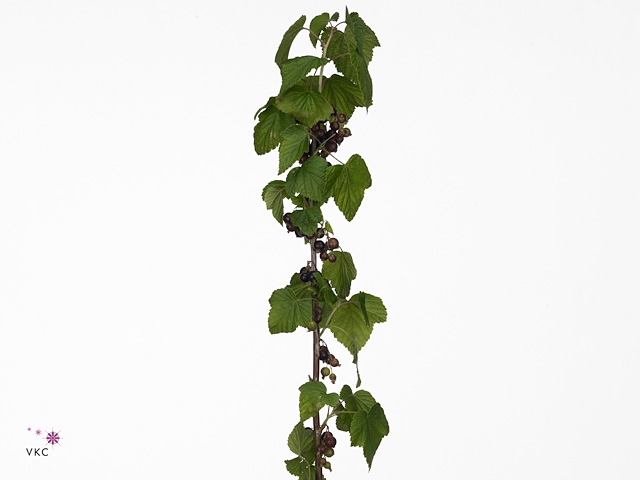 RIBES 400GR