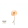 Dried Bleached Dandelion Regular Orange