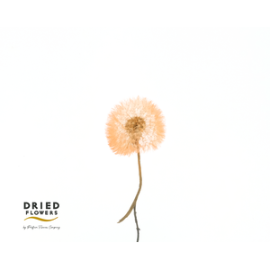 Dried Bleached Dandelion Regular Orange