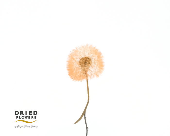 Dandelion XS Preserved Light Orange