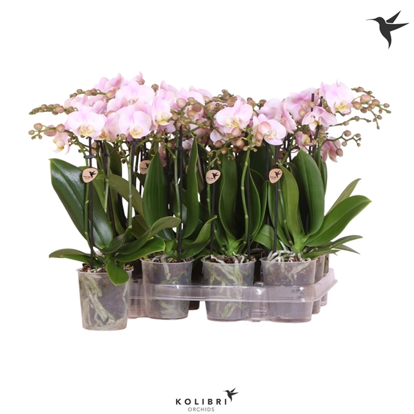 <h4>Kolibri Orchids Phalaenopsis Pink 3 spike no label</h4>