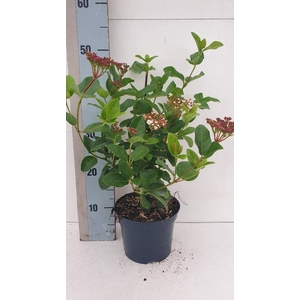 Viburnum tinus 'Lisa Rose'