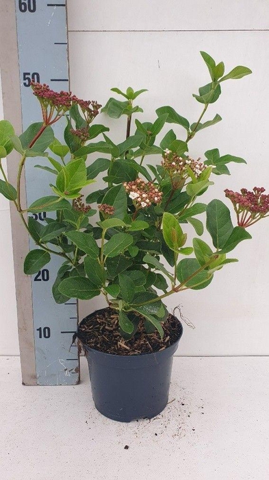 <h4>Viburnum tinus 'Lisa Rose'</h4>