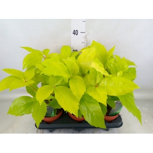 Schefflera actin.