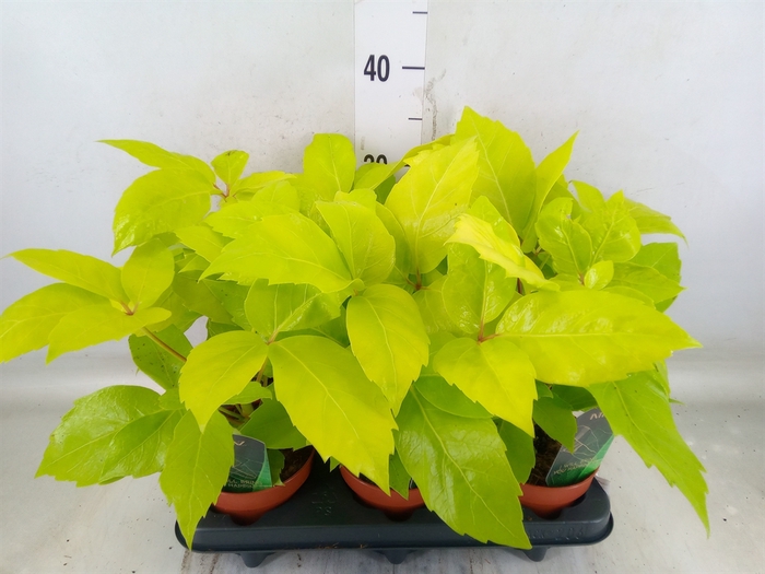<h4>Schefflera actin.</h4>