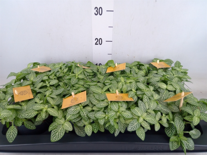 <h4>Fittonia verschaf.</h4>