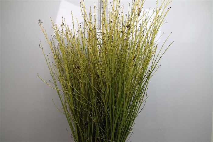 <h4>Cornus S Flaviramea</h4>