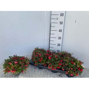 GAULTH PROCUMBENS EXTRA P13