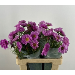 COSMOS BIPINNATUS ROZE