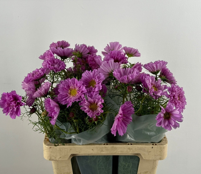 <h4>COSMOS BIPINNATUS ROZE</h4>