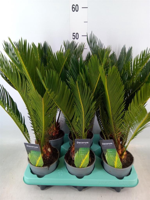 <h4>Cycas revoluta</h4>