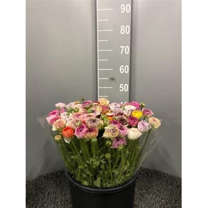 Ran Eleg Yellow Stripes