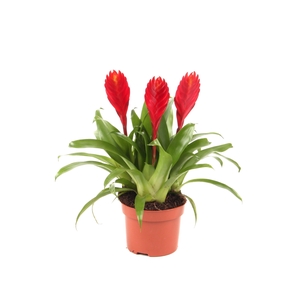 Toef Vriesea Christiana 12 cm