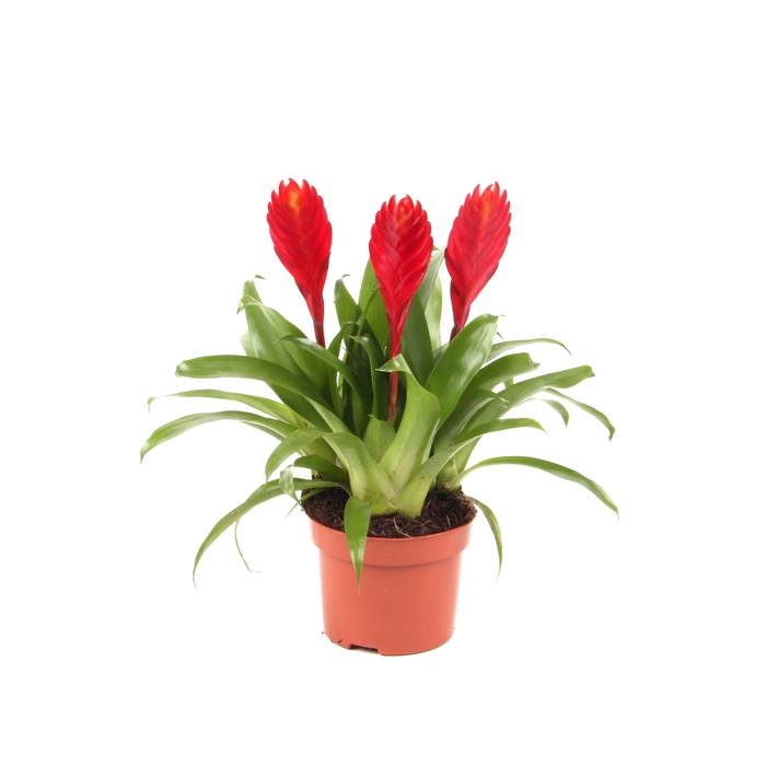 <h4>Toef Vriesea Christiana 12 cm</h4>
