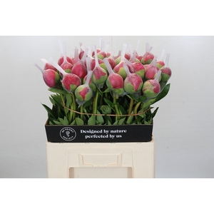 Paeonia Command Performance