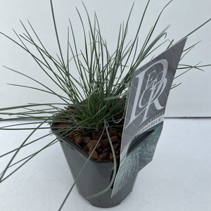 Festuca 'Elijah Blue'