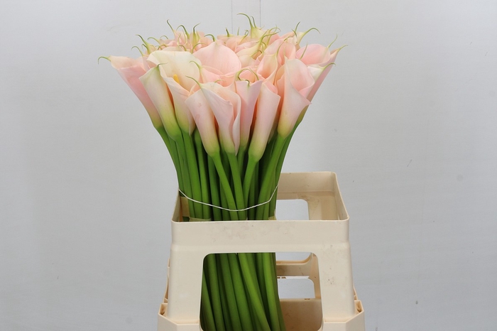 Zantedeschia Eydolls Salmon