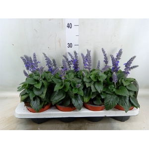 Salvia  'Mysty'