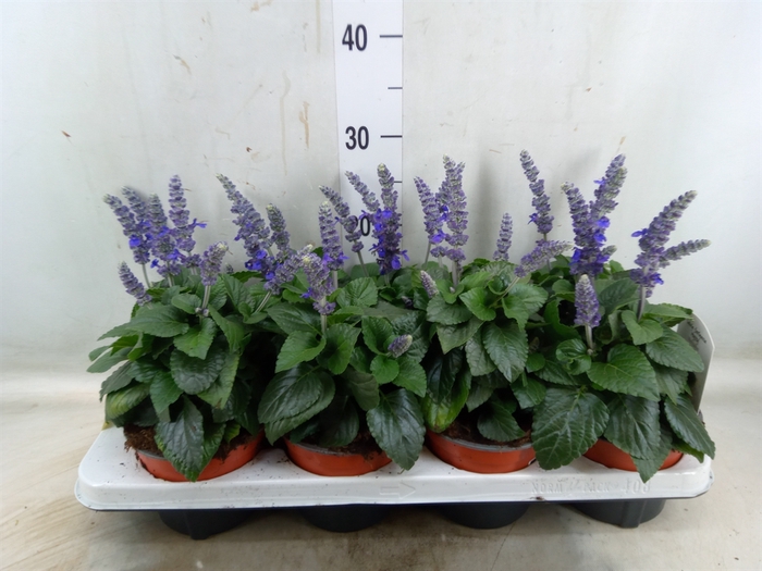 <h4>Salvia  'Mysty'</h4>
