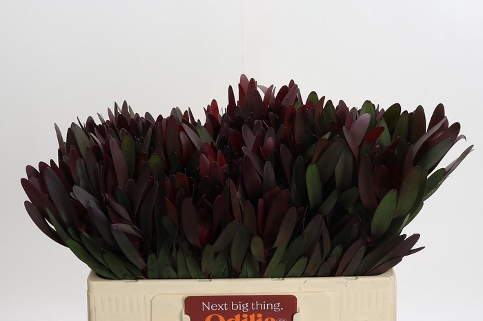 <h4>Leucadendron Saf Sunset Dark Red</h4>
