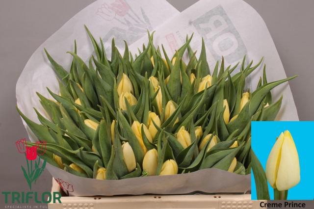 <h4>TU EN CREME PRINCE</h4>