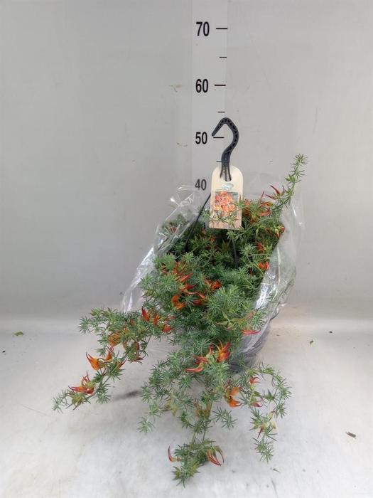 <h4>Lotus corniculatus</h4>