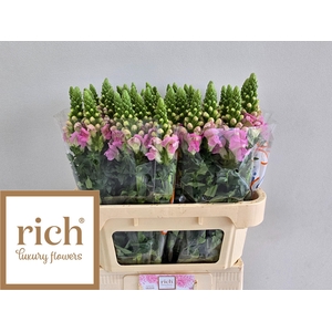 Antir Legend Li Pink